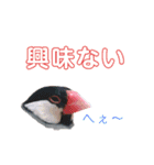 文鳥ズ【まとめ】（個別スタンプ：11）
