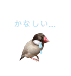 文鳥ズ【まとめ】（個別スタンプ：12）
