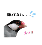 文鳥ズ【まとめ】（個別スタンプ：13）