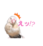 文鳥ズ【まとめ】（個別スタンプ：14）