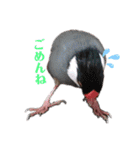 文鳥ズ【まとめ】（個別スタンプ：16）