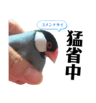 文鳥ズ【まとめ】（個別スタンプ：17）