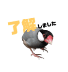 文鳥ズ【まとめ】（個別スタンプ：32）