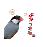 文鳥ズ【まとめ】（個別スタンプ：34）