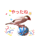 文鳥ズ【まとめ】（個別スタンプ：35）