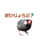 文鳥ズ【まとめ】（個別スタンプ：36）