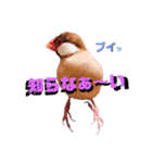 文鳥ズ【まとめ】（個別スタンプ：40）