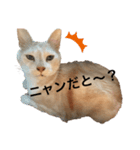 リラックスねこ☆りーくん（個別スタンプ：1）