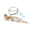 リラックスねこ☆りーくん（個別スタンプ：2）