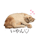 リラックスねこ☆りーくん（個別スタンプ：3）