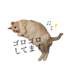 リラックスねこ☆りーくん（個別スタンプ：5）