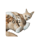 リラックスねこ☆りーくん（個別スタンプ：6）