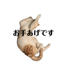 リラックスねこ☆りーくん（個別スタンプ：9）