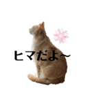 リラックスねこ☆りーくん（個別スタンプ：11）