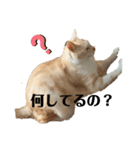 リラックスねこ☆りーくん（個別スタンプ：12）