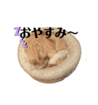 リラックスねこ☆りーくん（個別スタンプ：13）