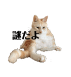 リラックスねこ☆りーくん（個別スタンプ：15）