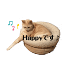 リラックスねこ☆りーくん（個別スタンプ：16）