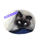 ねこのみみちゃん（個別スタンプ：3）