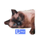 ねこのみみちゃん（個別スタンプ：5）
