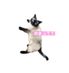 ねこのみみちゃん（個別スタンプ：6）