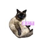 ねこのみみちゃん（個別スタンプ：7）