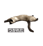 ねこのみみちゃん（個別スタンプ：8）
