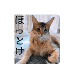 kiki7.5（個別スタンプ：6）