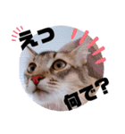 kiki7.5（個別スタンプ：7）