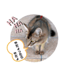 kiki7.5（個別スタンプ：16）