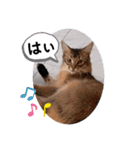 kiki7.5（個別スタンプ：22）