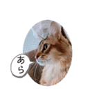 kiki7.5（個別スタンプ：25）