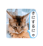 kiki7.5（個別スタンプ：30）