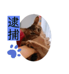 kiki7.5（個別スタンプ：31）