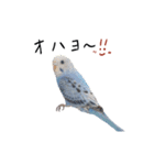 まきどんの可愛いインコ（個別スタンプ：4）