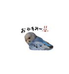 まきどんの可愛いインコ（個別スタンプ：6）