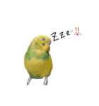 まきどんの可愛いインコ（個別スタンプ：9）