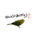 まきどんの可愛いインコ（個別スタンプ：12）