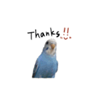 まきどんの可愛いインコ（個別スタンプ：15）