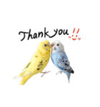 まきどんの可愛いインコ（個別スタンプ：16）