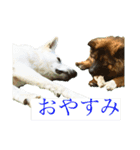 くーたろとぴーすけ（個別スタンプ：2）