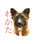 くーたろとぴーすけ（個別スタンプ：3）
