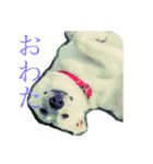 くーたろとぴーすけ（個別スタンプ：4）