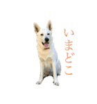 くーたろとぴーすけ（個別スタンプ：8）