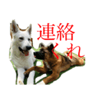 くーたろとぴーすけ（個別スタンプ：9）