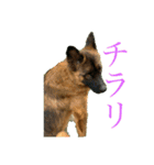 くーたろとぴーすけ（個別スタンプ：10）