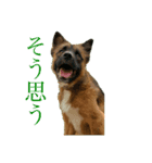 くーたろとぴーすけ（個別スタンプ：11）