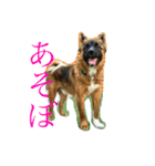 くーたろとぴーすけ（個別スタンプ：13）