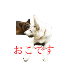 くーたろとぴーすけ（個別スタンプ：15）