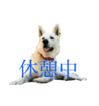 くーたろとぴーすけ（個別スタンプ：16）